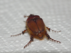 Pachypus candidae