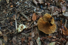 Austropaxillus boletinoides