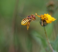 Trachusa cordaticeps