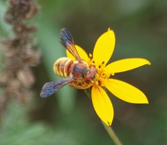 Trachusa cordaticeps