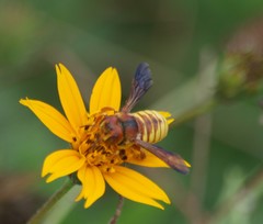 Trachusa cordaticeps