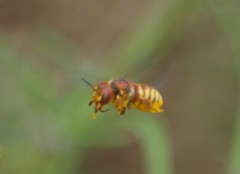 Trachusa cordaticeps