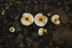 Austropaxillus boletinoides