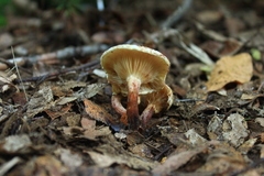 Austropaxillus boletinoides