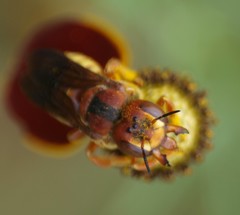 Trachusa cordaticeps
