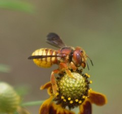 Trachusa cordaticeps
