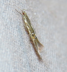 Cosmopterix fernaldella