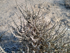 Atriplex julacea