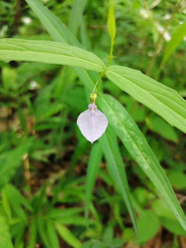 Pombalia oppositifolia