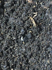 Oniscidea