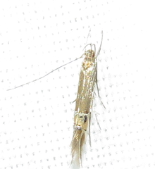 Cosmopterix fernaldella