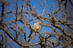 Anairetes flavirostris