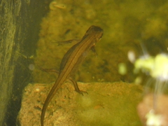 Lissotriton vulgaris