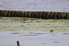 Podiceps cristatus