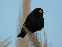 Hymenops perspicillatus