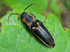 Megapenthes limbalis