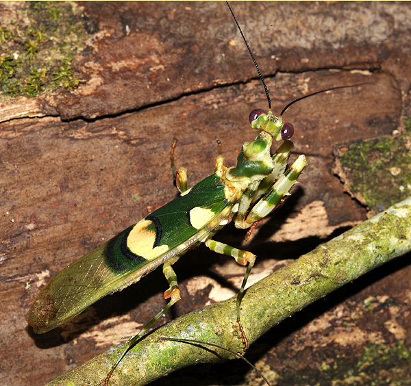 Chlidonoptera