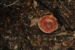 Boletus loyita