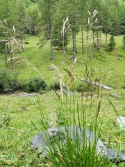 Deschampsia cespitosa cespitosa