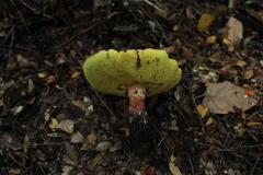 Boletus loyita