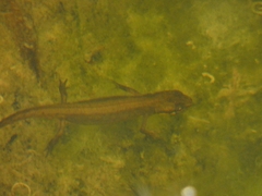 Lissotriton vulgaris