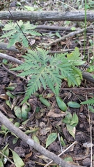 Doryopteris concolor