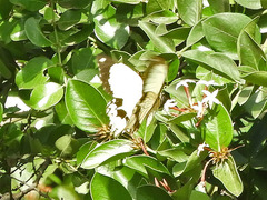 Papilio dardanus polytrophus