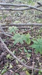 Doryopteris concolor