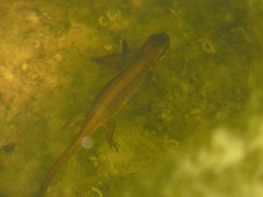 Lissotriton vulgaris