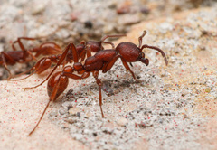 Neivamyrmex nigrescens