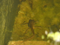 Lissotriton vulgaris