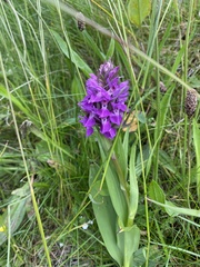Dactylorhiza praetermissa