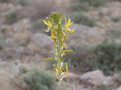 Asphodeline lutea