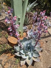 Echeveria cante