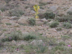 Asphodeline lutea
