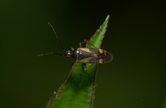 Plagiognathus obscurus