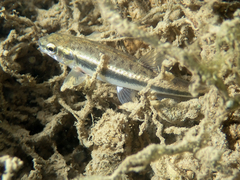 Phoxinus septimaniae