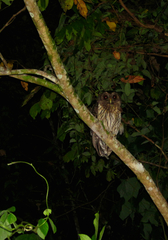 Strix virgata