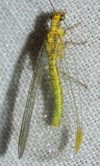 Chrysopa nierembergi