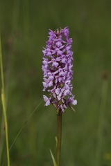 Gymnadenia borealis