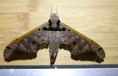 Adhemarius tigrina