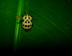 Augocoris