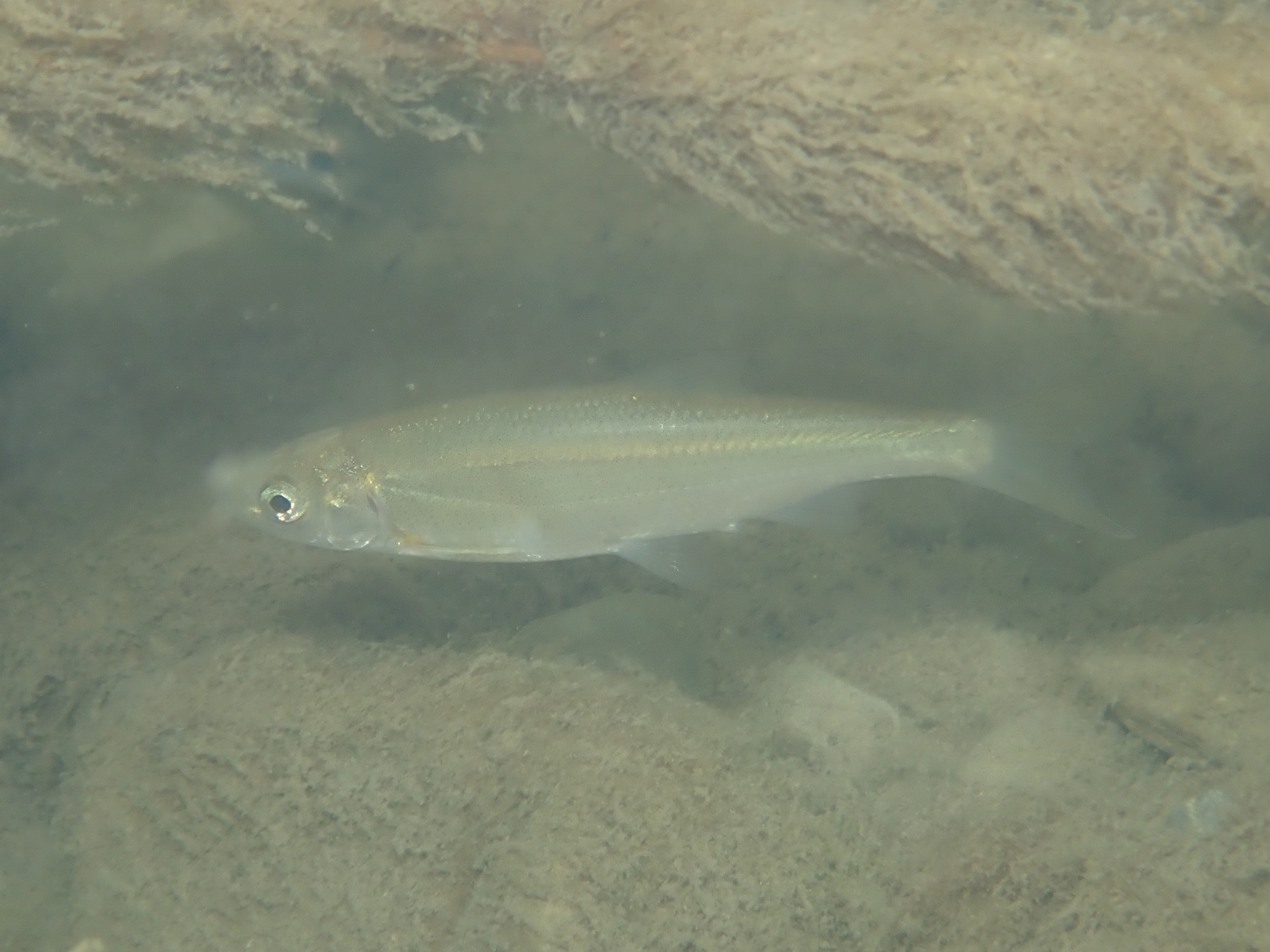 Parachondrostoma toxostoma (Vallot, 1837)