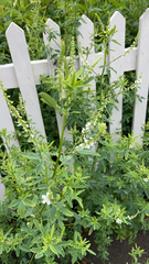 Melilotus albus image
