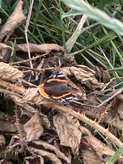 Vanessa atalanta