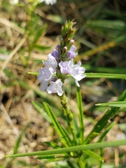Verbena simplex