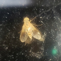 Chrysopilus quadratus