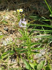Verbena simplex