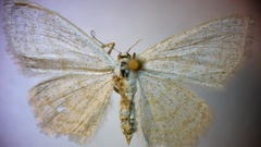 Scopula quadrilineata