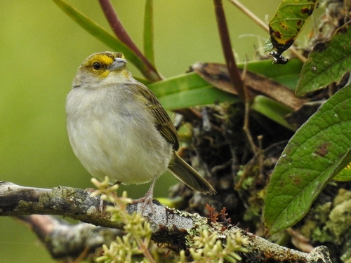 Yellow-browed Sparrow (Ammodramus aurifrons), photo 8